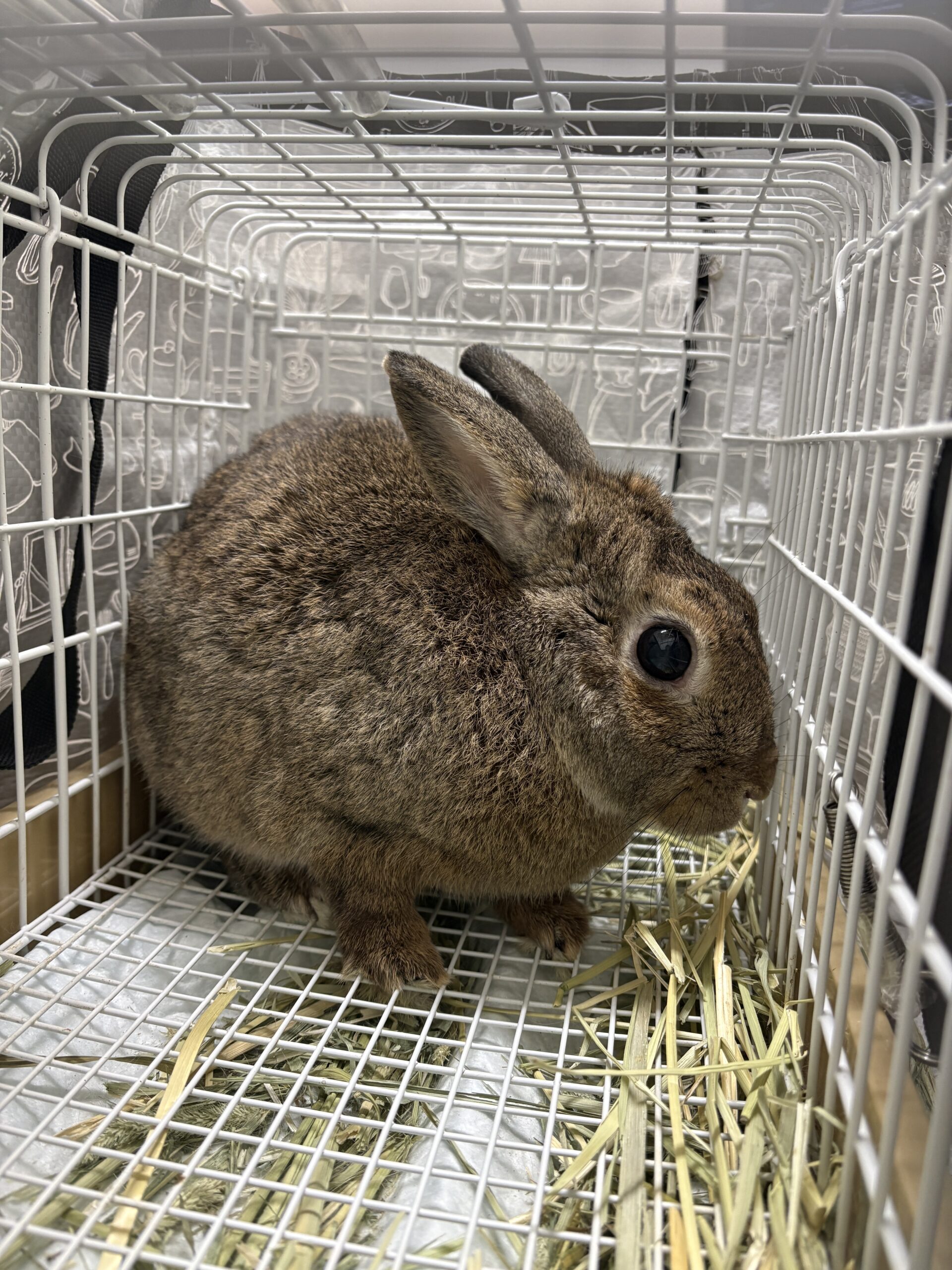 保護うさぎ　ルイくん