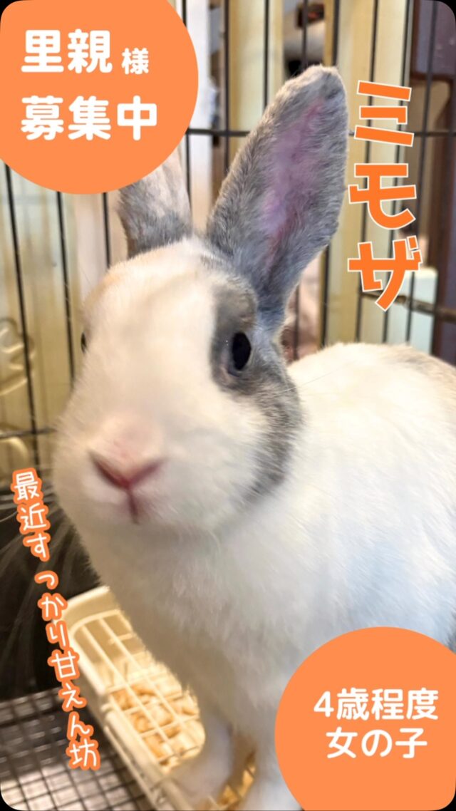 幸せうさぎ | ウサギデザイン